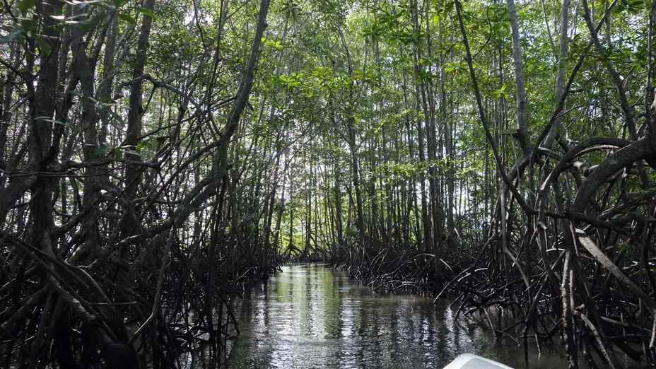 Canal de manglar del humedal de Térraba-Sierpe, cerca de Palmar, región de Osa, Costa Rica